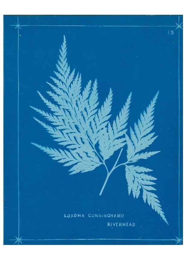 Reproducción/Reproduction 49805372423: [New Zealand ferns]. Auckland, New ZealandDobbie, H. B.1880. 
