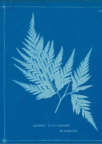 Reproducción/Reproduction 49805372423: [New Zealand ferns]. Auckland, New ZealandDobbie, H. B.1880. 