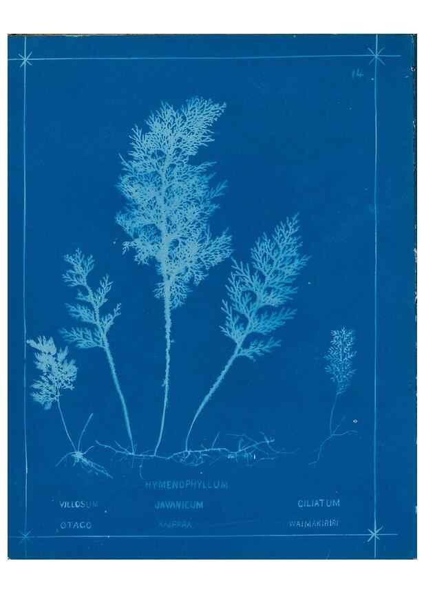 Reproducción/Reproduction 49805928591: [New Zealand ferns]. Auckland, New ZealandDobbie, H. B.1880. 