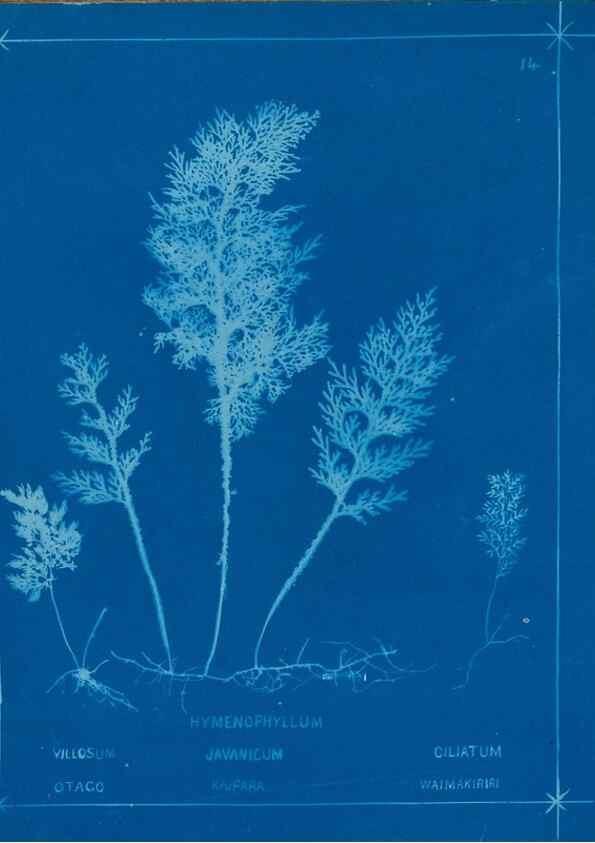 Reproducción/Reproduction 49805928591: [New Zealand ferns]. Auckland, New ZealandDobbie, H. B.1880. 