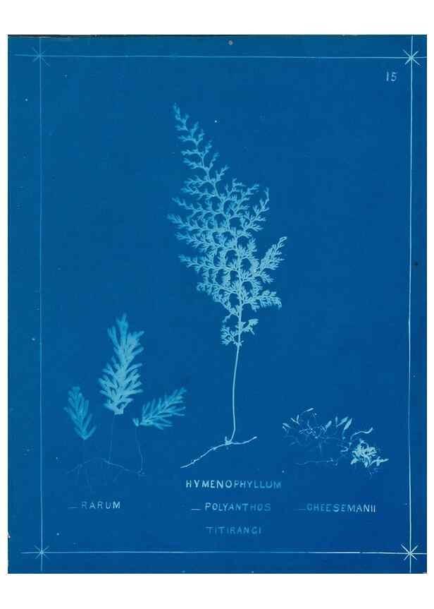 Reproducción/Reproduction 49805373183: [New Zealand ferns]. Auckland, New ZealandDobbie, H. B.1880. 