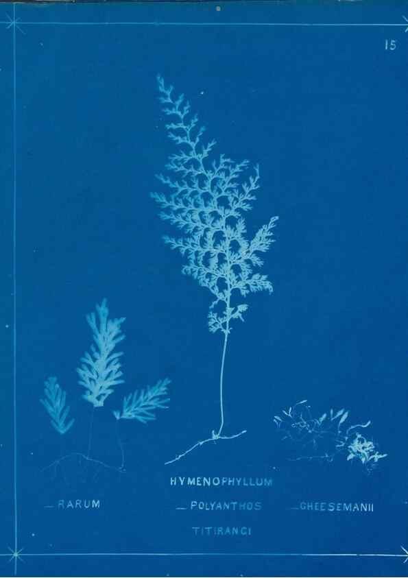 Reproducción/Reproduction 49805373183: [New Zealand ferns]. Auckland, New ZealandDobbie, H. B.1880. 