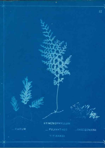 Reproducción/Reproduction 49805373183: [New Zealand ferns]. Auckland, New ZealandDobbie, H. B.1880. 