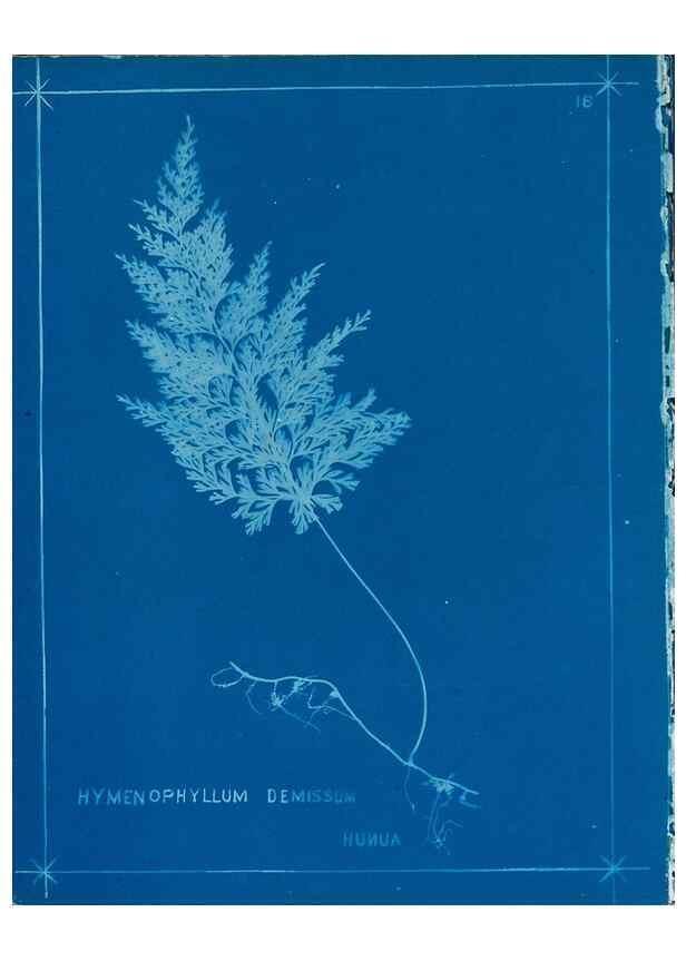 Reproducción/Reproduction 49805929251: [New Zealand ferns]. Auckland, New ZealandDobbie, H. B.1880. 