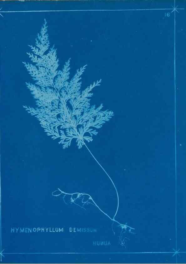 Reproducción/Reproduction 49805929251: [New Zealand ferns]. Auckland, New ZealandDobbie, H. B.1880. 