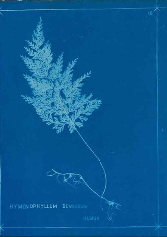 Reproducción/Reproduction 49805929251: [New Zealand ferns]. Auckland, New ZealandDobbie, H. B.1880. 