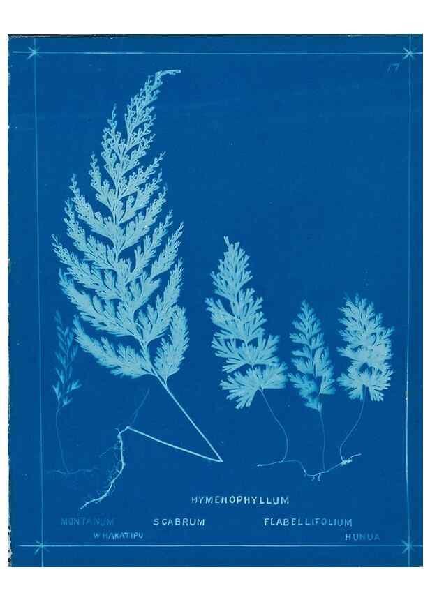 Reproducción/Reproduction 49805929711: [New Zealand ferns]. Auckland, New ZealandDobbie, H. B.1880. 