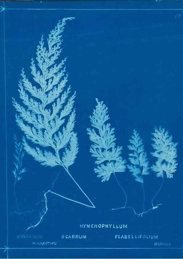 Reproducción/Reproduction 49805929711: [New Zealand ferns]. Auckland, New ZealandDobbie, H. B.1880. 