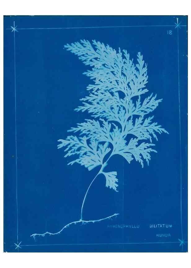 Reproducción/Reproduction 49805930036: [New Zealand ferns]. Auckland, New ZealandDobbie, H. B.1880. 