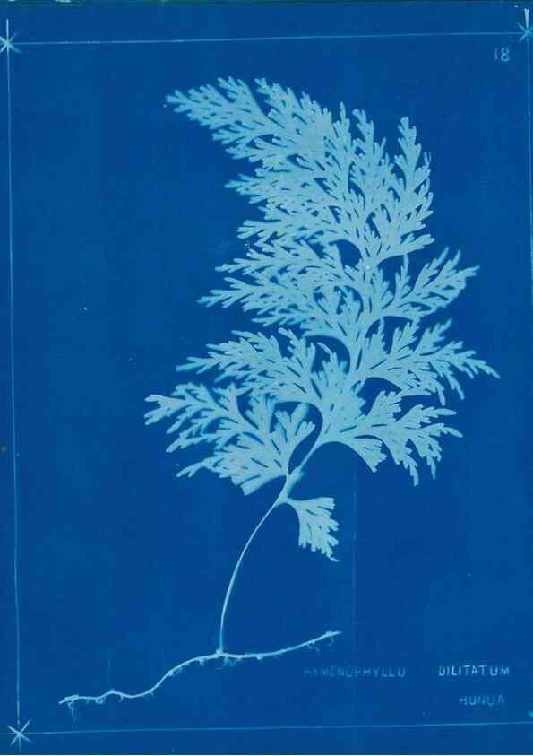 Reproducción/Reproduction 49805930036: [New Zealand ferns]. Auckland, New ZealandDobbie, H. B.1880. 