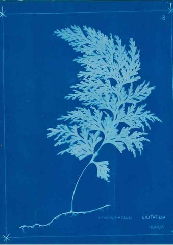 Reproducción/Reproduction 49805930036: [New Zealand ferns]. Auckland, New ZealandDobbie, H. B.1880. 