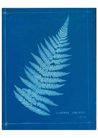 Reproducción/Reproduction 49806236787: [New Zealand ferns]. Auckland, New ZealandDobbie, H. B.1880. 