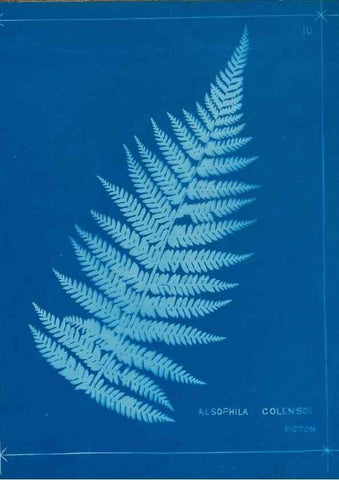 Reproducción/Reproduction 49806236787: [New Zealand ferns]. Auckland, New ZealandDobbie, H. B.1880. 