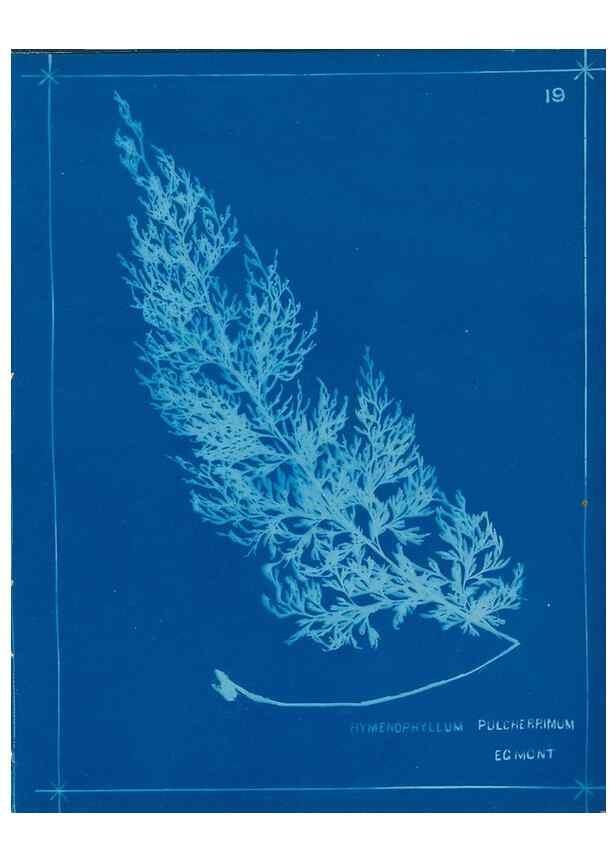 Reproducción/Reproduction 49805930451: [New Zealand ferns]. Auckland, New ZealandDobbie, H. B.1880. 