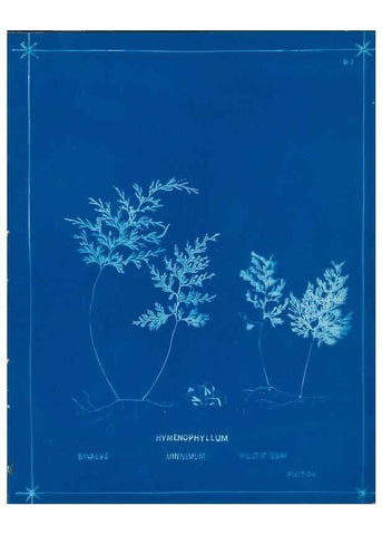 Reproducción/Reproduction 49805375453: [New Zealand ferns]. Auckland, New ZealandDobbie, H. B.1880. 