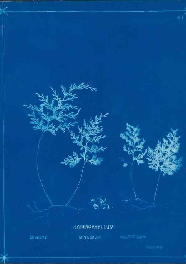 Reproducción/Reproduction 49805375453: [New Zealand ferns]. Auckland, New ZealandDobbie, H. B.1880. 