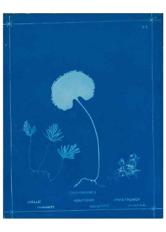 Reproducción/Reproduction 49805931506: [New Zealand ferns]. Auckland, New ZealandDobbie, H. B.1880. 