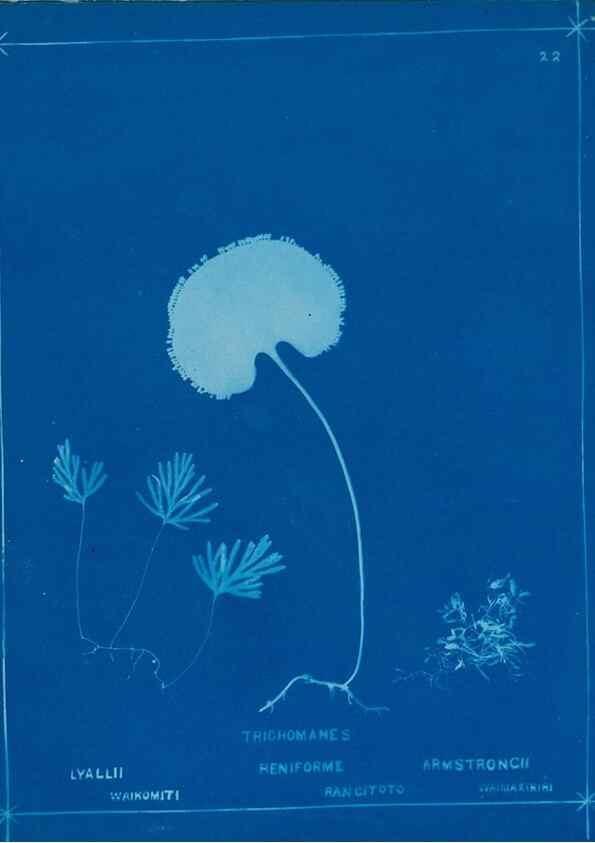 Reproducción/Reproduction 49805931506: [New Zealand ferns]. Auckland, New ZealandDobbie, H. B.1880. 