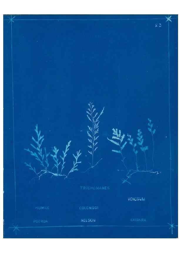 Reproducción/Reproduction 49806241722: [New Zealand ferns]. Auckland, New ZealandDobbie, H. B.1880. 