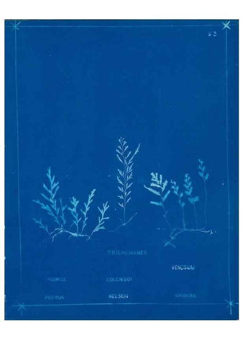 Reproducción/Reproduction 49806241722: [New Zealand ferns]. Auckland, New ZealandDobbie, H. B.1880. 