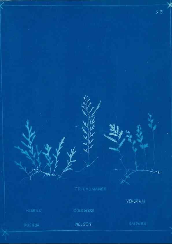 Reproducción/Reproduction 49806241722: [New Zealand ferns]. Auckland, New ZealandDobbie, H. B.1880. 