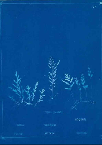 Reproducción/Reproduction 49806241722: [New Zealand ferns]. Auckland, New ZealandDobbie, H. B.1880. 