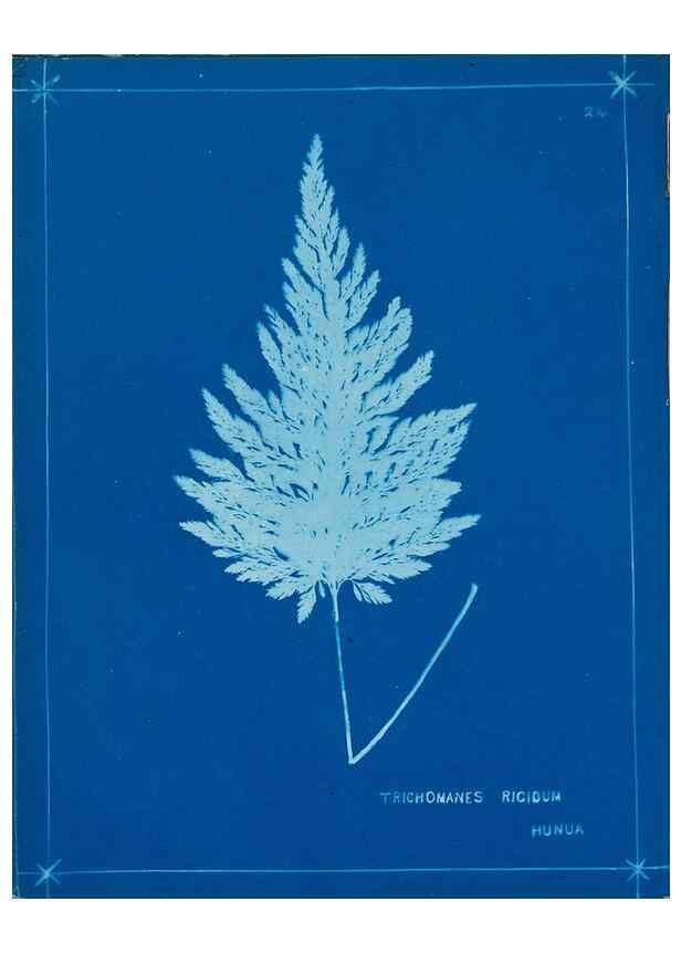 Reproducción/Reproduction 49805376343: [New Zealand ferns]. Auckland, New ZealandDobbie, H. B.1880. 
