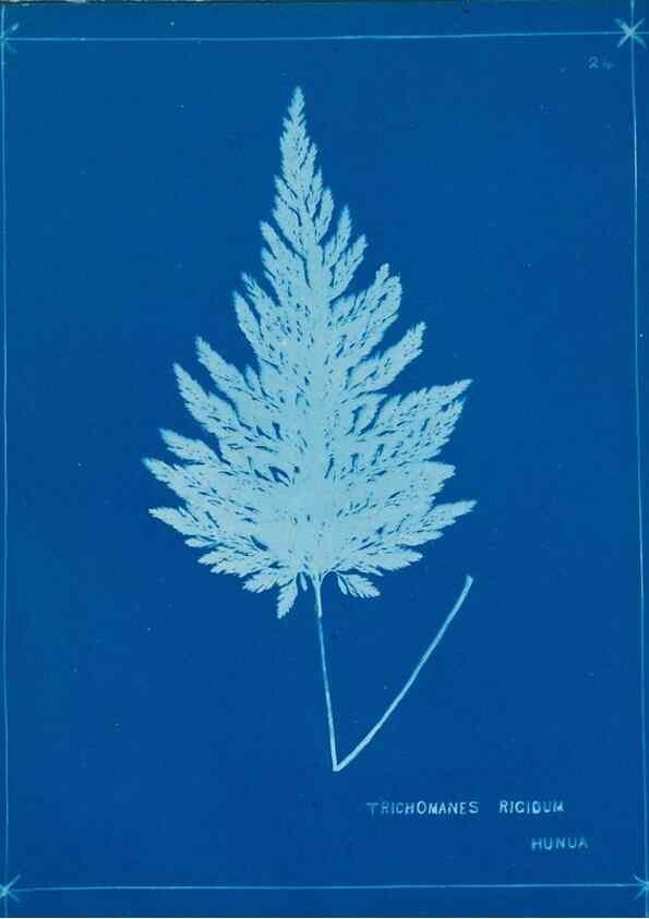Reproducción/Reproduction 49805376343: [New Zealand ferns]. Auckland, New ZealandDobbie, H. B.1880. 