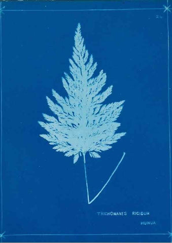 Reproducción/Reproduction 49805376343: [New Zealand ferns]. Auckland, New ZealandDobbie, H. B.1880. 