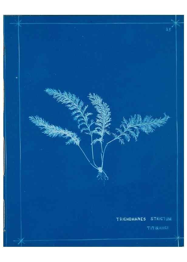 Reproducción/Reproduction 49805932376: [New Zealand ferns]. Auckland, New ZealandDobbie, H. B.1880. 