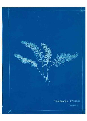 Reproducción/Reproduction 49805932376: [New Zealand ferns]. Auckland, New ZealandDobbie, H. B.1880. 