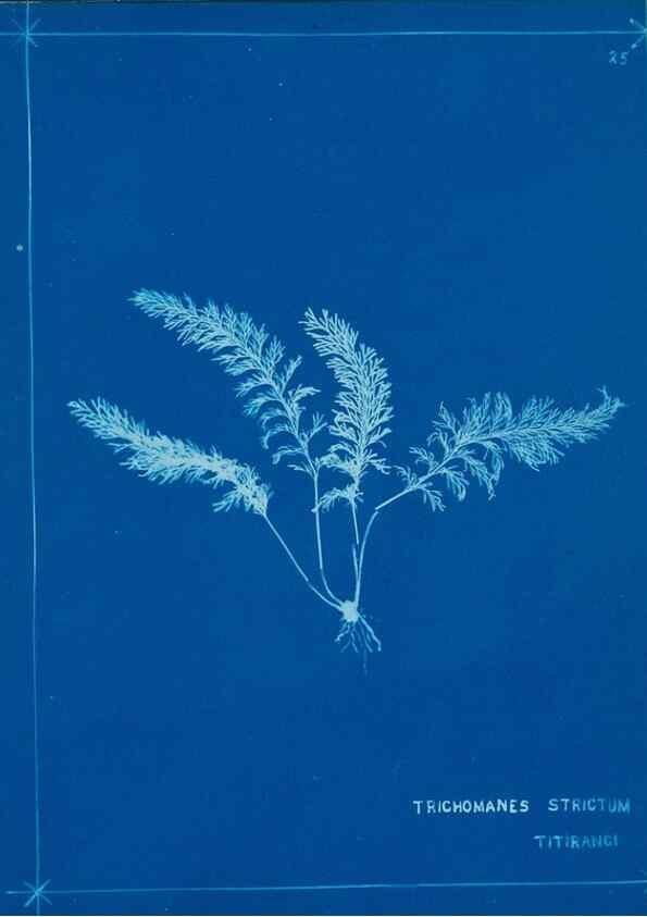 Reproducción/Reproduction 49805932376: [New Zealand ferns]. Auckland, New ZealandDobbie, H. B.1880. 