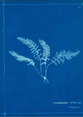 Reproducción/Reproduction 49805932376: [New Zealand ferns]. Auckland, New ZealandDobbie, H. B.1880. 