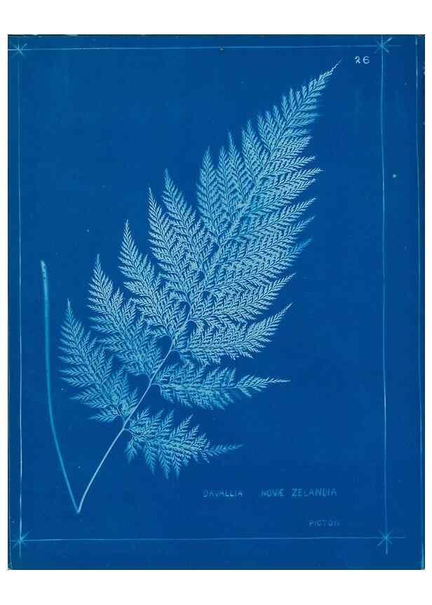 Reproducción/Reproduction 49805932766: [New Zealand ferns]. Auckland, New ZealandDobbie, H. B.1880. 