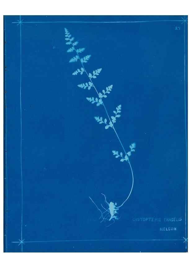 Reproducción/Reproduction 49805377608: [New Zealand ferns]. Auckland, New ZealandDobbie, H. B.1880. 