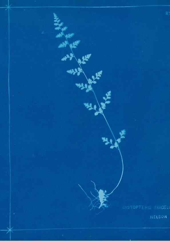 Reproducción/Reproduction 49805377608: [New Zealand ferns]. Auckland, New ZealandDobbie, H. B.1880. 