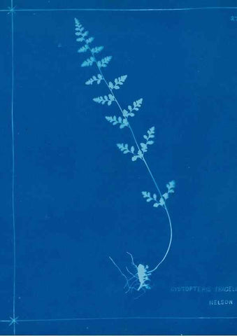 Reproducción/Reproduction 49805377608: [New Zealand ferns]. Auckland, New ZealandDobbie, H. B.1880. 