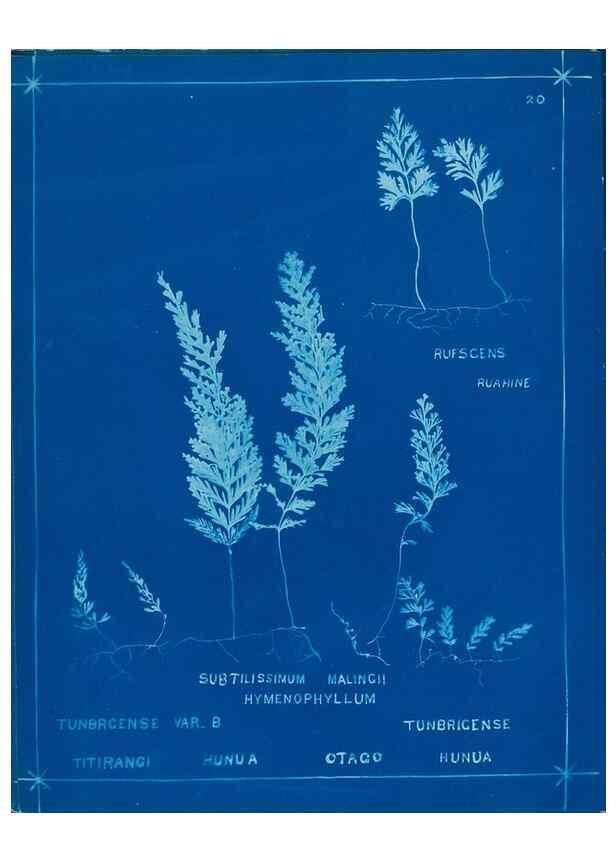 Reproducción/Reproduction 49806240777: [New Zealand ferns]. Auckland, New ZealandDobbie, H. B.1880. 