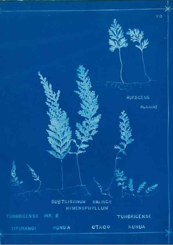 Reproducción/Reproduction 49806240777: [New Zealand ferns]. Auckland, New ZealandDobbie, H. B.1880. 