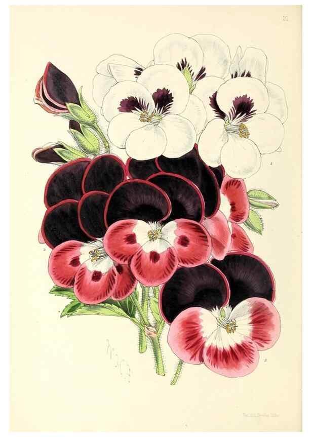 Reproducción/Reproduction 49797868172: The floral magazine;. London,L. Reeve & Co.. 