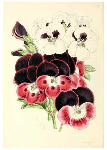 Reproducción/Reproduction 49797868172: The floral magazine;. London,L. Reeve & Co.. 