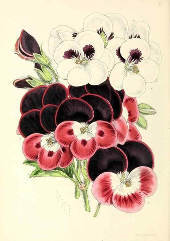 Reproducción/Reproduction 49797868172: The floral magazine;. London,L. Reeve & Co.. 