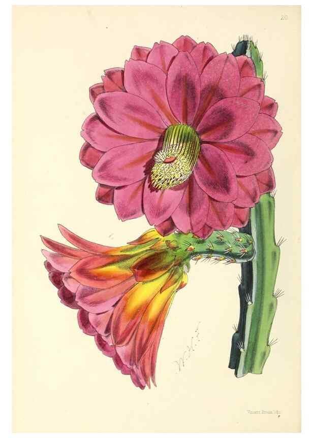 Reproducción/Reproduction 49797012333: The floral magazine;. London,L. Reeve & Co.. 