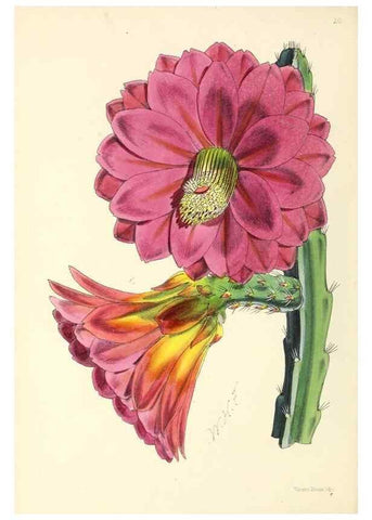 Reproducción/Reproduction 49797012333: The floral magazine;. London,L. Reeve & Co.. 