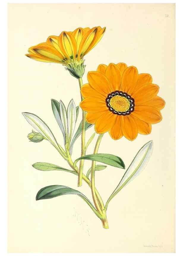 Reproducción/Reproduction 49797012043: The floral magazine;. London,L. Reeve & Co.. 