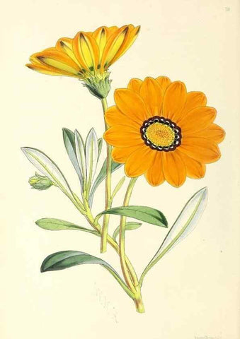 Reproducción/Reproduction 49797012043: The floral magazine;. London,L. Reeve & Co.. 
