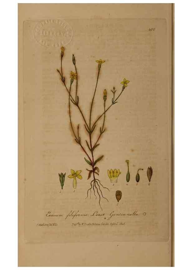 Reproducción/Reproduction 49787618668: British phaenogamous botany,. Oxford,Published by the author, sold by J.H. Parker [etc.]1834-43.. 