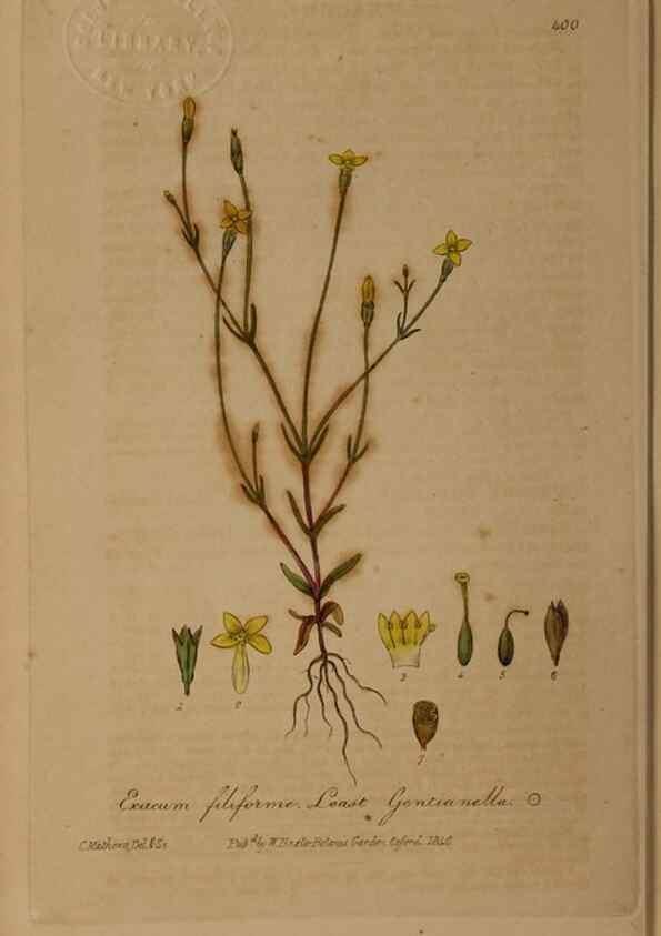 Reproducción/Reproduction 49787618668: British phaenogamous botany,. Oxford,Published by the author, sold by J.H. Parker [etc.]1834-43.. 