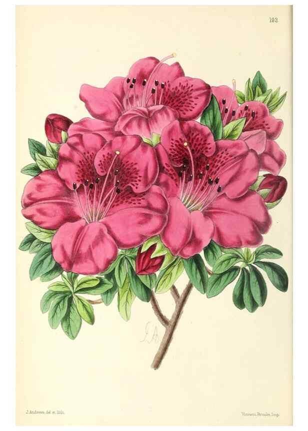 Reproducción/Reproduction 49797525427: The floral magazine;. London,L. Reeve & Co.. 