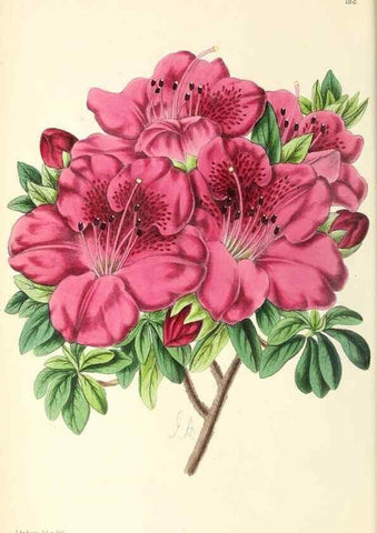 Reproducción/Reproduction 49797525427: The floral magazine;. London,L. Reeve & Co.. 
